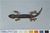 藏品(鉛山壁虎)的圖片